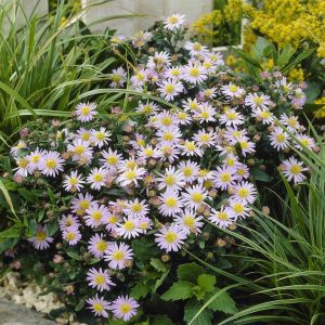 Aster Ageratoides Stardust