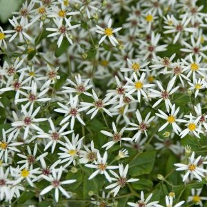 Aster Divaricatus