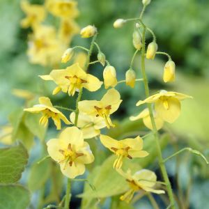 Epimedium Pinnatum Colchicum