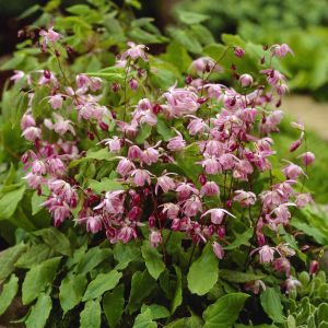 Epimedium Youngianum Roseum