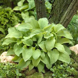 Hosta August Moon