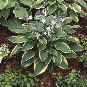 Hosta fortunei 'Aureomarginata'