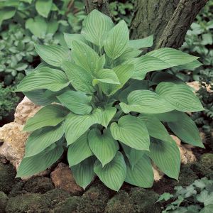 Hosta Hyacinthina