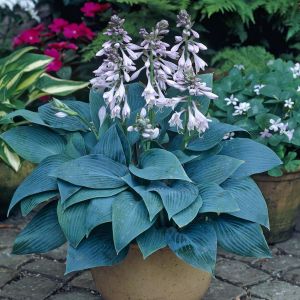 Hosta tardiana Halcyon 13 cm