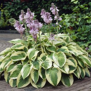 Hosta Wide Brim