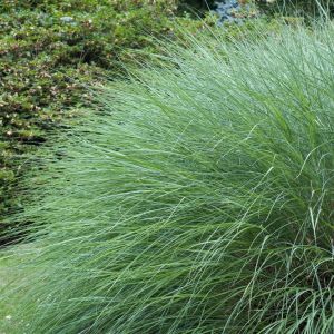 Miscanthus Sinensis Gracillimus