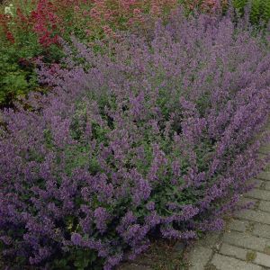 Nepeta Faassenii Six Hills Giant