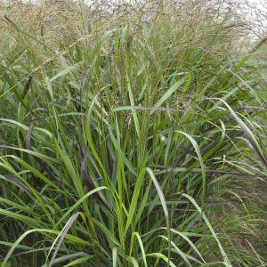 Panicum Virgatum Squaw