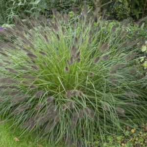 Pennisetum Alopecuroides Moudry