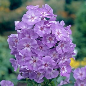 Phlox Paniculata Laura