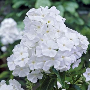 Phlox Paniculata White Admiral