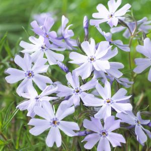 Phlox Subulata Emerald Cushion Blue