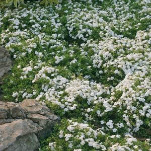 Phlox Subulata Maischnee