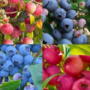 Collection of Blueberry