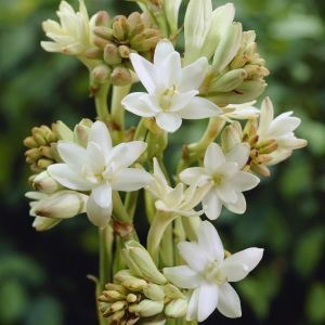Polianthes tuberosa x 3