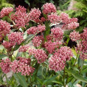 Asclepia Cinderella x 3