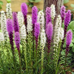 Liatris Spicata Combo wit/paars