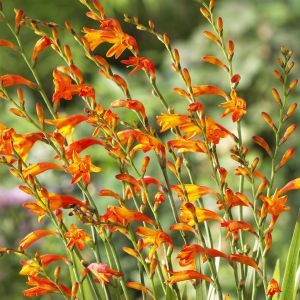 Montbretia Meteore