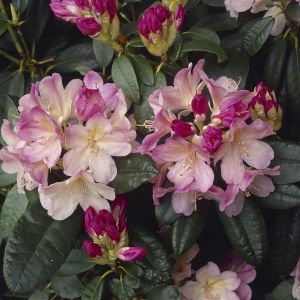 Rhododendron Percy Wiseman