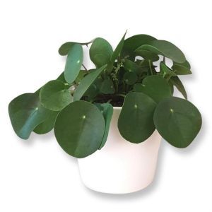 Chinese money plant Pilea peperomioides