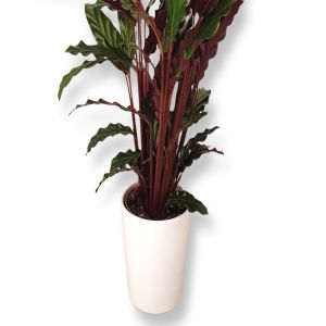 Calathea Rufibarba 12cm