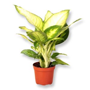 Dieffenbachia Camilla