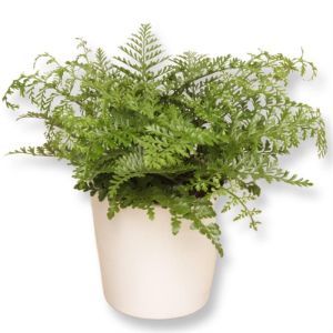 Varen  Asplenium Parvati