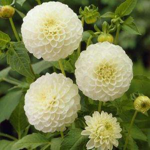 Dahlia Pompon Petras Wedding I