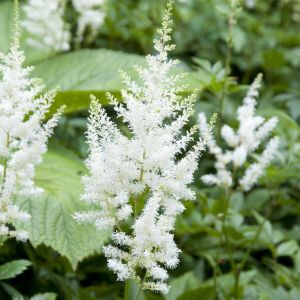 Astilbe arendsii Diamant