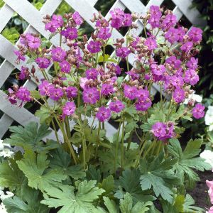 Geranium macrorrhizum 9 cm pot