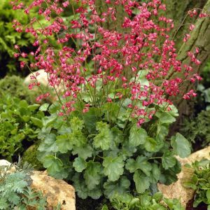 Heuchera Leuchtkafer 12 cm