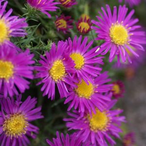 Aster dumosus Alice Haslam