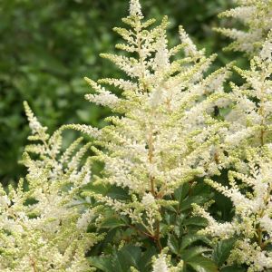 Astilbe Japonica Washington