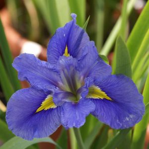 Iris Louisiana Art World