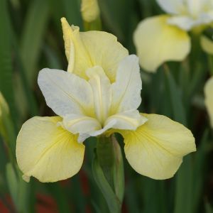 Iris sibirica Butter and Sugar