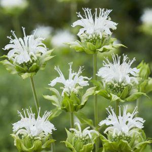 Monarda Schneewitchen