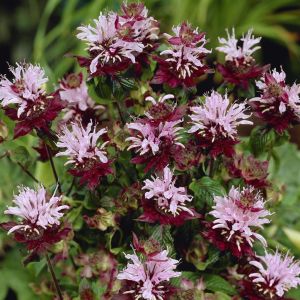 Monarda (Bergamot) Beauty of Cobham