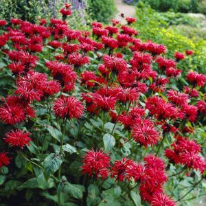 Monarda (Bergamot) Gardenview Scarlet