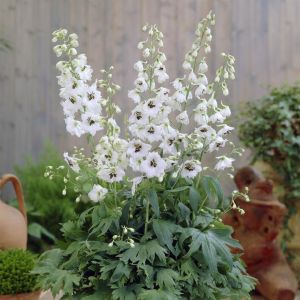 Delphinium pacific magic fountain White