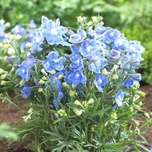 Delphinium Lichtblauw