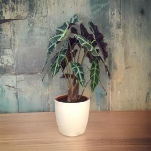 Alocasia polly