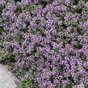 Thymus Serpyllum