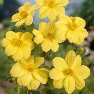 Dahlia Yellow Sneezy Tuber size I