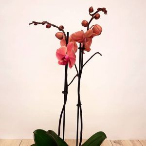 Orchidee Phalaenopsis Peach
