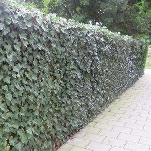 Hedera Hibernica Haag x 5