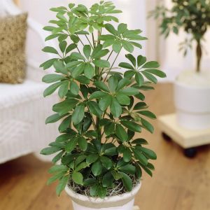 Schefflera arboricola Nora 13 cm