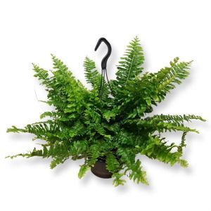 Krulvaren  Nephrolepis Green Moment P19