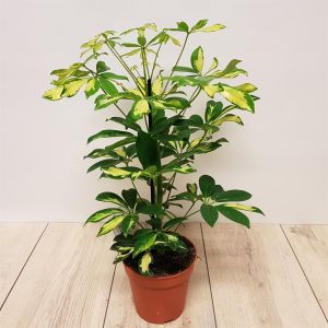 Schefflera arboricola Gerda 13cm