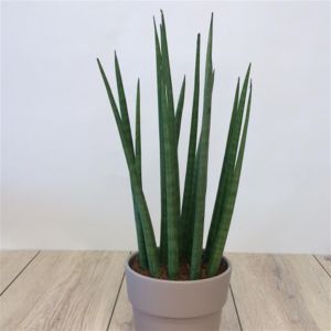 Sansevieria Cylindrica Skyline