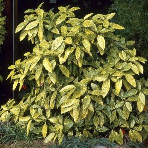 Aucuba japonica Crotonifolia  14 cm pot